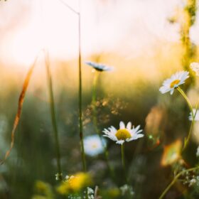 white flowers in shallow focus photography